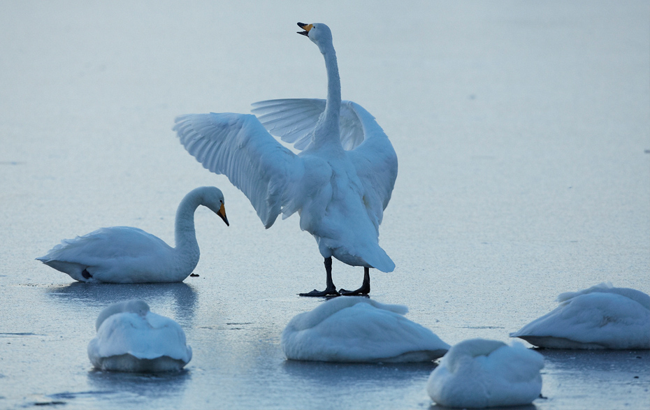 Foto: Singschwäne auf dem Eis