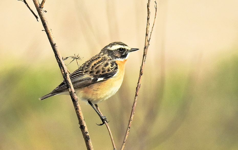Foto: Braunkehlchen auf einem Ast