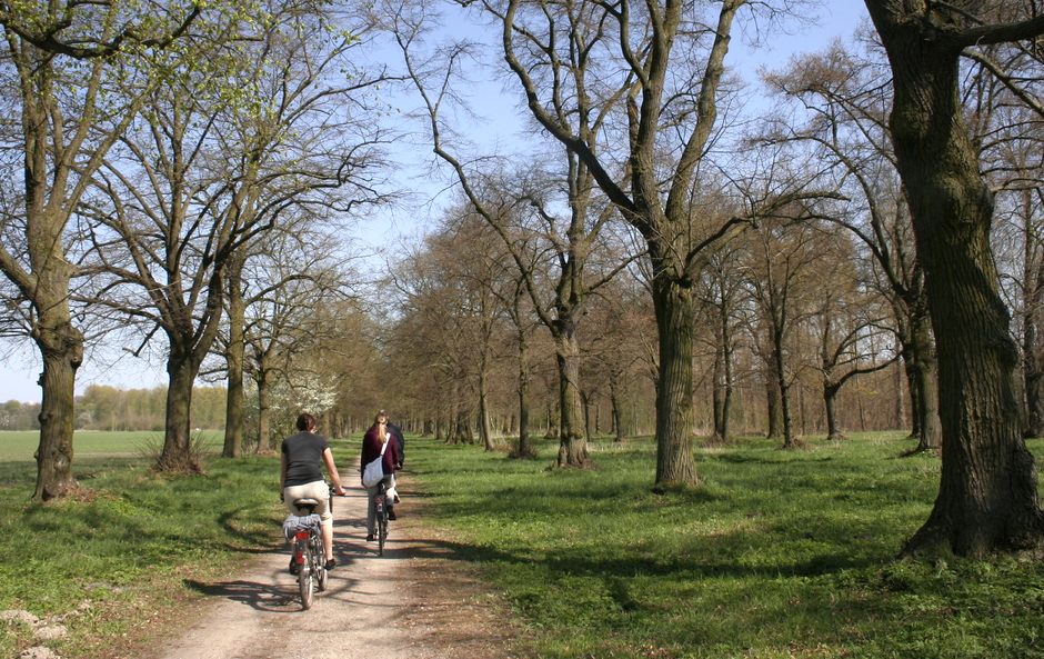 Foto: Radfahrer in einer Allee Foto: Radfahrer in einer Allee