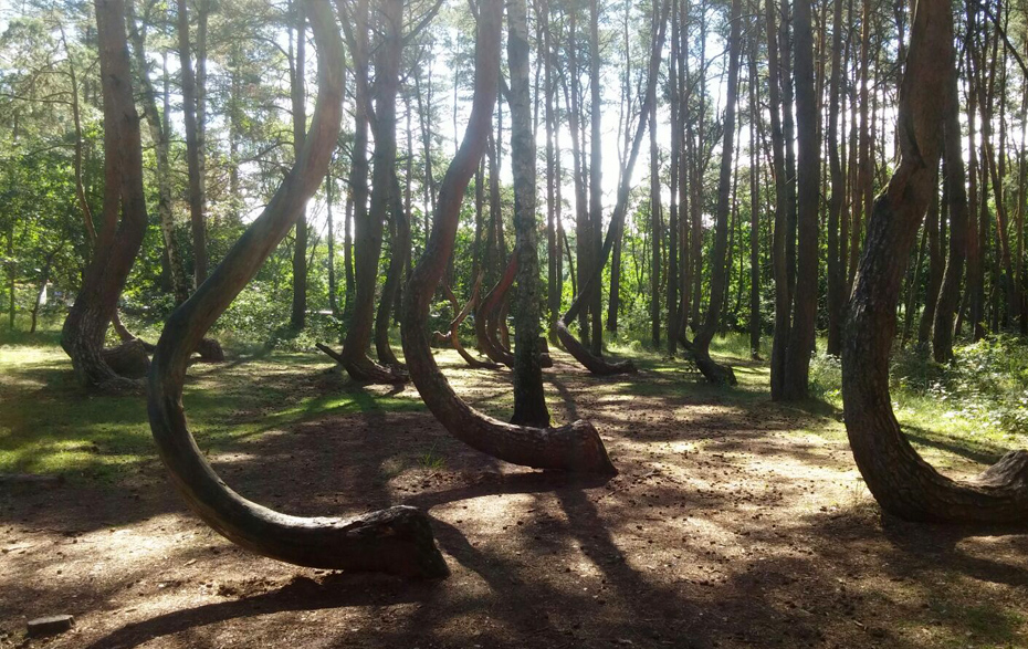 Foto: Krumme Wald Gryfino Foto: Krumme Wald Gryfino