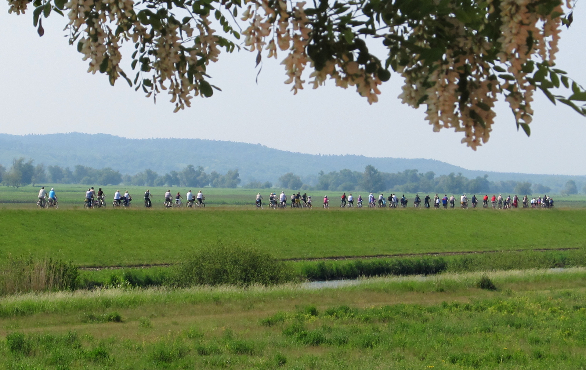 Foto: Gruppe von Radlern auf dem Deich Foto: Gruppe von Radlern auf dem Deich