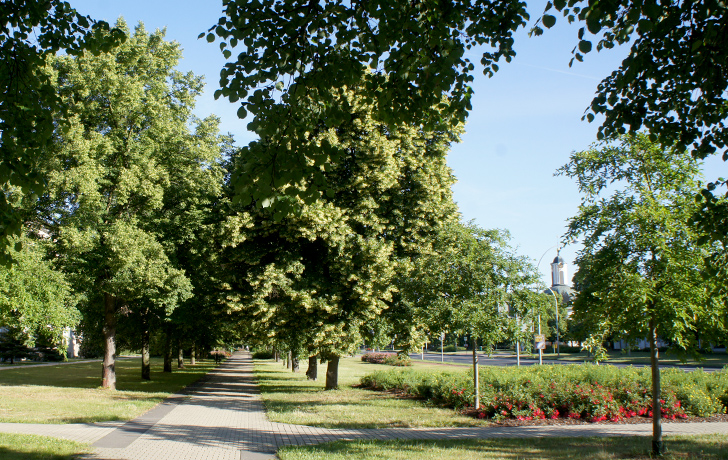 Foto: Stadtgrün in der Lindenallee