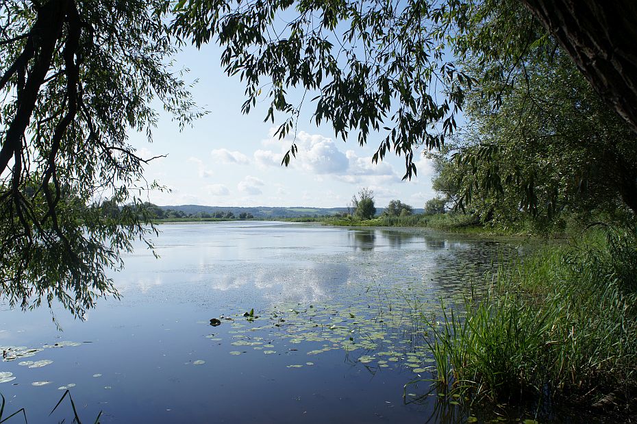 Wasserfläche mit Seerosen