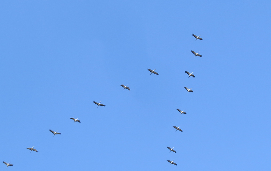 Foto: Kraniche in Keilformation am blauen Himmel Foto: Kraniche in Keilformation am blauen Himmel