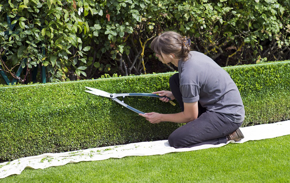 Foto: Person schneidet eine Hecke Foto: Person schneidet eine Hecke