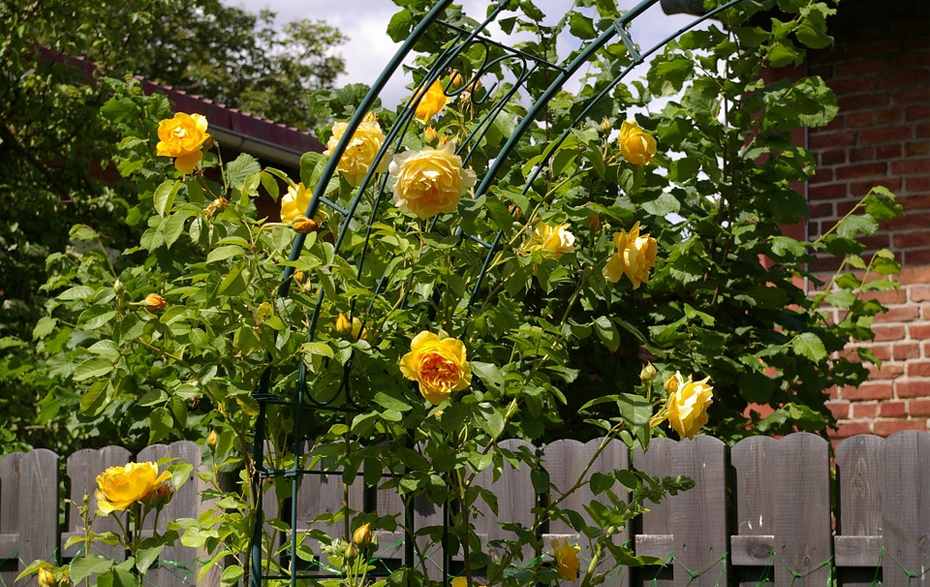 Foto: gelbe Rosen am Gartenzaun Foto: gelbe Rosen am Gartenzaun