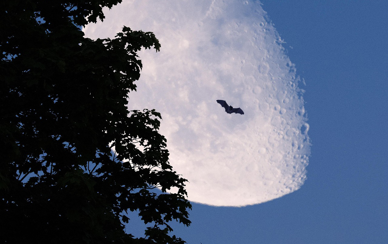 Foto: Fledermaus