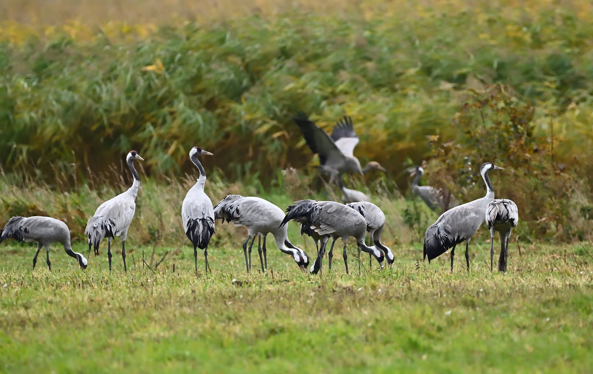 Foto: mehrere Kraniche auf einer Wiese Foto: mehrere Kraniche auf einer Wiese