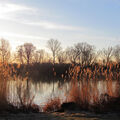 Foto vom 5. März 2013: Kanalufer im Gegenlicht Foto vom 5. März 2013: Kanalufer im Gegenlicht