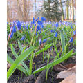 Foto vom 15. April 2013: Blausterne im Park Foto vom 15. April 2013: Blausterne im Park