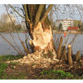 Foto vom 24. April 2013: Biberspuren am Kanal Foto vom 24. April 2013: Biberspuren am Kanal