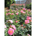Foto vom 12. Juni 2013: rosa blühende Rosen im Vordergrund, Häuser der Bahnhofstraße im Hintergrund Foto vom 12. Juni 2013: rosa blühende Rosen im Vordergrund, Häuser der Bahnhofstraße im Hintergrund