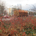 Foto vom 10. Januar 2014: Holztransporter auf der Lindenallee Foto vom 10. Januar 2014: Holztransporter auf der Lindenallee