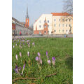 Foto vom 7. März 2014: Krokusse in der Vierradener Straße Foto vom 7. März 2014: Krokusse in der Vierradener Straße