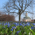 Foto vom 11. März 2014: Frühblüherteppich im Park, im Hintergrund der Berlischky-Pavillon Foto vom 11. März 2014: Frühblüherteppich im Park, im Hintergrund der Berlischky-Pavillon