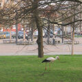 Foto vom 3. April 2014: Storch auf Futtersuche auf der Wiese am Alten Markt Foto vom 3. April 2014: Storch auf Futtersuche auf der Wiese am Alten Markt