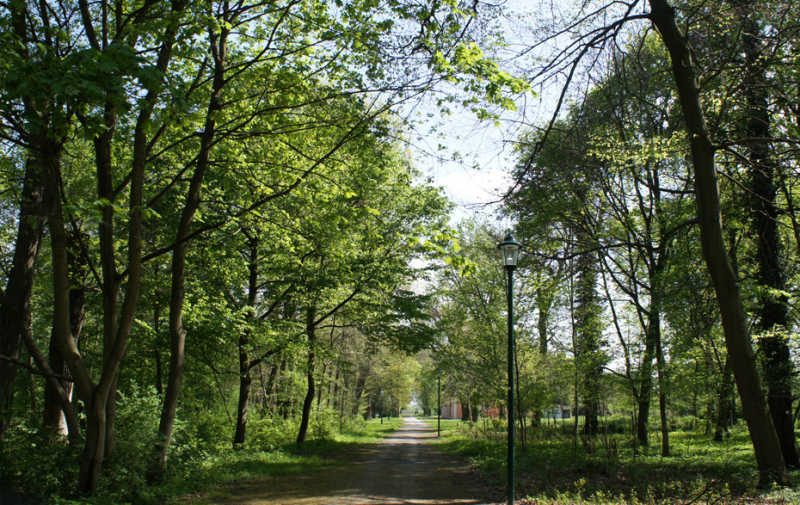 Foto: Parkweg mit altem Baumbestand rechts und links Foto: Parkweg mit altem Baumbestand rechts und links