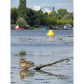 Foto vom 25. August 2014: Ente auf einem Ast im Kanal, dahinter das grüne Ufer der Stadt Foto vom 25. August 2014: Ente auf einem Ast im Kanal, dahinter das grüne Ufer der Stadt
