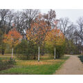 Foto vom 14. November 2014: 3 kleinkronige Bäume mit farbigen Blättern im Stadtpark Foto vom 14. November 2014: 3 kleinkronige Bäume mit farbigen Blättern im Stadtpark