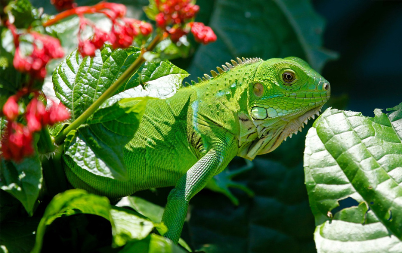 Foto: grüner Leguan Foto: grüner Leguan