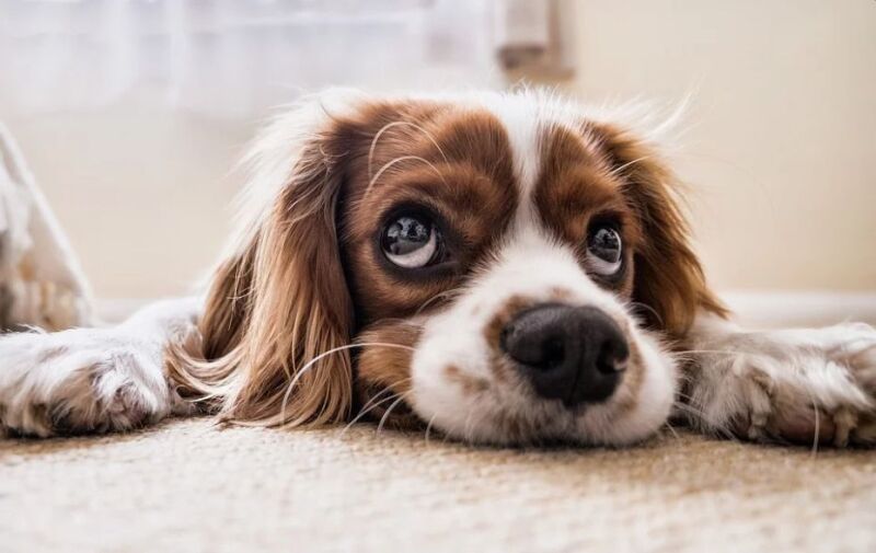 Foto: Hund Foto: Hund