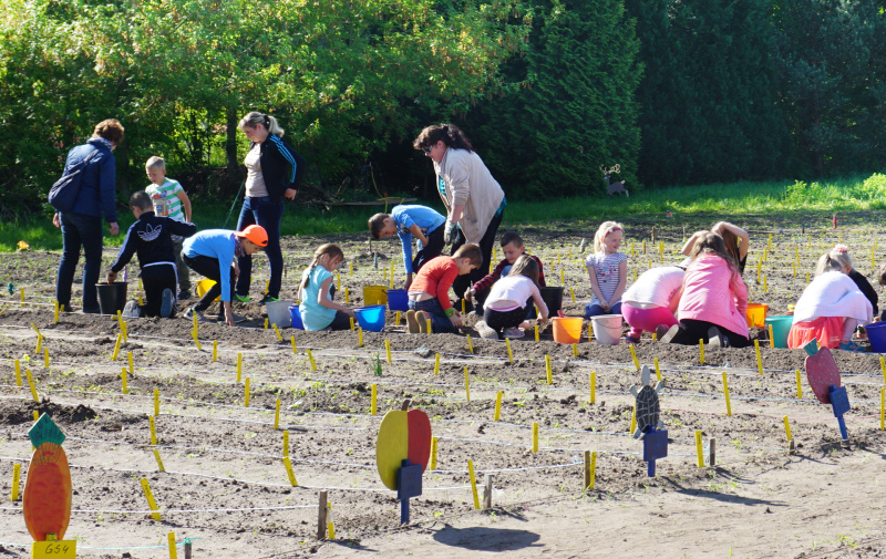 Foto: Kinder arbeiten auf einem Beet im Schulgarten Foto: Kinder arbeiten auf einem Beet im Schulgarten